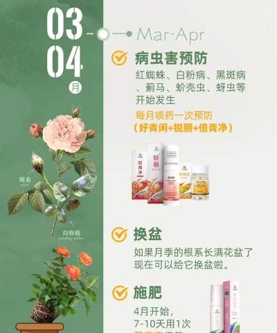月季花什么时候开 月季花什么时候开