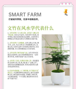 文竹的寓意和象征 文竹的寓意和象征