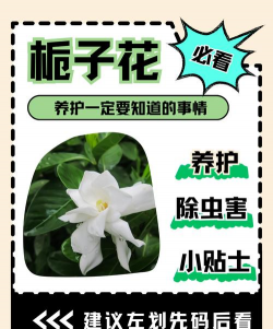 栀子花花期几月份 栀子花花期几月份