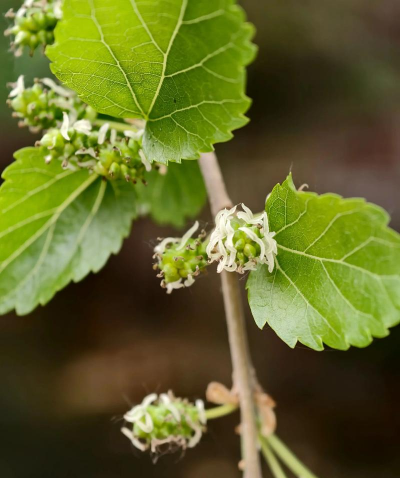 桑树的花有哪些 桑树的花有哪些