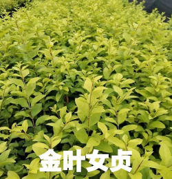 什么是灌木 什么是灌木