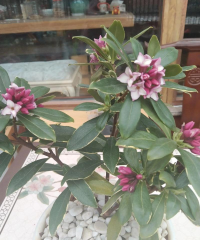 金边瑞香的花语和寓意 金边瑞香的花语和寓意