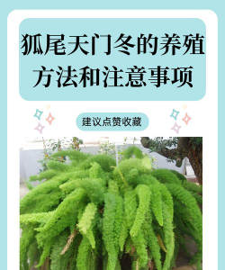 天门冬的种植方法和注意事项 天门冬的种植方法和注意事项