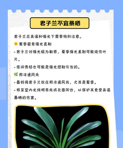 君子兰可以晒太阳吗 君子兰可以晒太阳吗