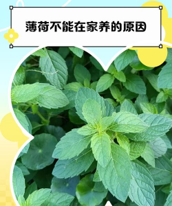 家里为什么不能种薄荷 家里为什么不能种薄荷