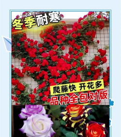 如何让玫瑰爬藤 如何让玫瑰爬藤
