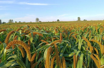 小米是什么农作物种出来的 小米是什么农作物种出来的