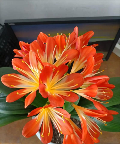 君子兰花期有多长 君子兰花期有多长