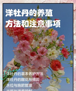 洋牡丹养殖方法 洋牡丹养殖方法