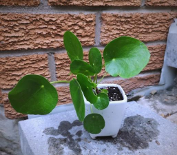 什么草适合盆面草 什么草适合盆面草