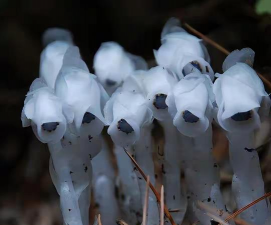 有哪些幽灵之花 有哪些幽灵之花