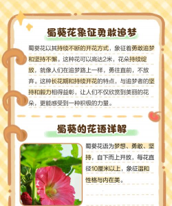 蜀葵花的寓意是什么 蜀葵花的寓意是什么
