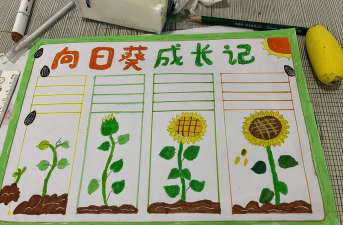 太阳花的生长过程 太阳花的生长过程