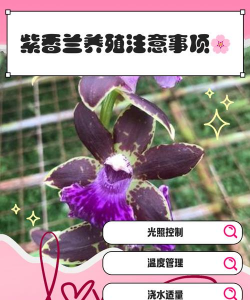紫香兰养殖方法和注意事项 紫香兰养殖方法和注意事项
