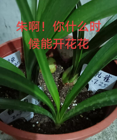 朱顶红什么时候开花 朱顶红什么时候开花