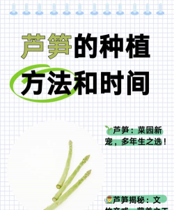 芦笋种植技术 芦笋种植技术