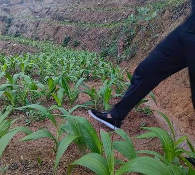 白芨种植技术 白芨种植技术