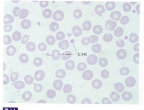 狗的红细胞 狗的红细胞