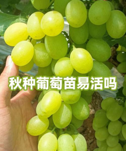 葡萄苗秋季几月份种植 葡萄苗秋季几月份种植