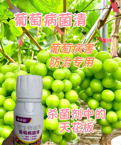 葡萄病虫害防治技术 葡萄病虫害防治技术