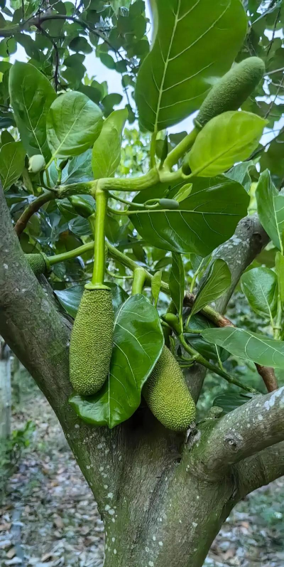 菠萝蜜树在北方能种吗 菠萝蜜树在北方能种吗