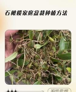 石橄榄种植用什么土 石橄榄种植用什么土