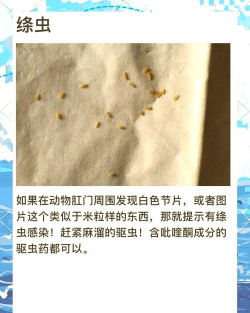 狗的血液寄生虫 狗的血液寄生虫