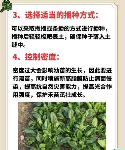 菠菜的种植时间和温度是多少 菠菜的种植时间和温度是多少