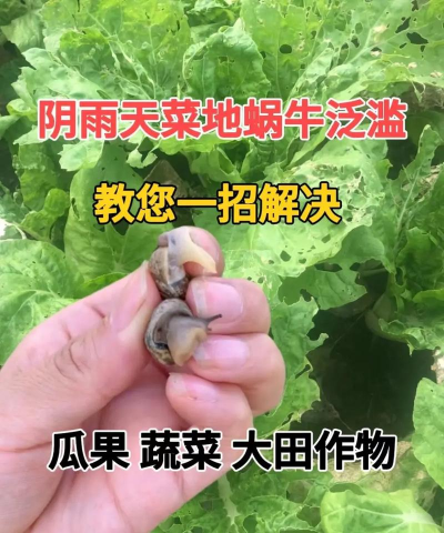 菜地蜗牛太多怎么解决 菜地蜗牛太多怎么解决