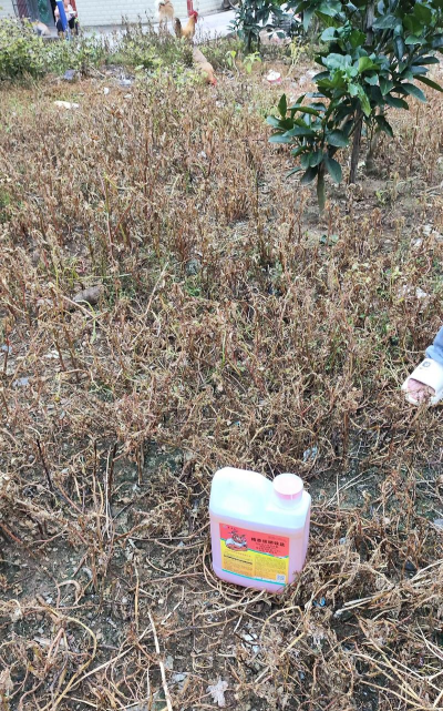草铵膦伤玉米根部吗 草铵膦伤玉米根部吗