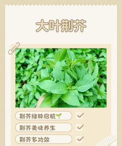 荆芥的种植时间和方法 荆芥的种植时间和方法