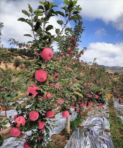 苹果适合什么土壤种植 苹果适合什么土壤种植