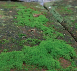 苔藓长什么样子 苔藓长什么样子