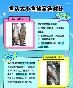花鲢刺多还是少 花鲢刺多还是少