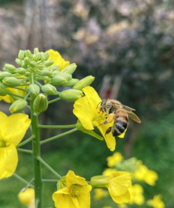 花粉怎样喂蜜蜂 花粉怎样喂蜜蜂