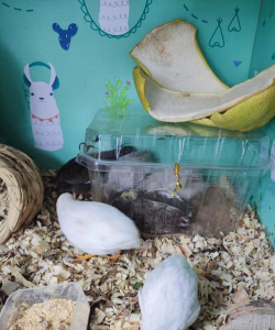 芦丁鸡用沙子养好不 芦丁鸡用沙子养好不