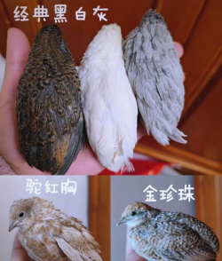 芦丁鸡是什么品种 芦丁鸡是什么品种