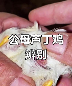 芦丁鸡怎么分公母 芦丁鸡怎么分公母