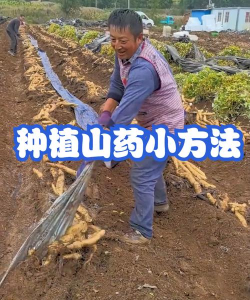山药怎么种植高产 山药怎么种植高产