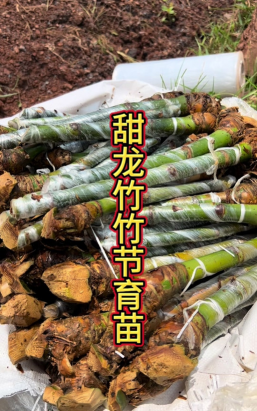 甜笋怎么种植 甜笋怎么种植