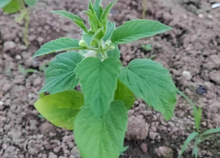 芝麻一窝留几根苗 芝麻一窝留几根苗