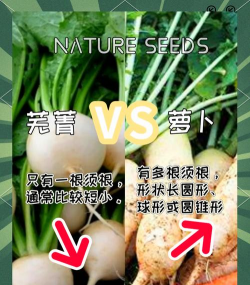 芜菁和萝卜的区别 芜菁和萝卜的区别