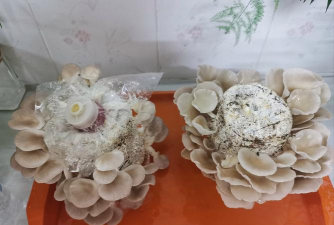 自己在家培养的菌种 自己在家培养的菌种