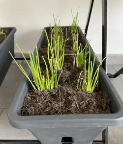 自家种的韭菜怎样过冬 自家种的韭菜怎样过冬