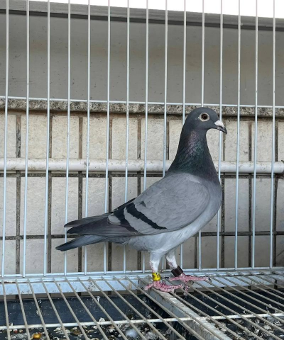 脏灰信鸽的特点 脏灰信鸽的特点