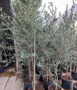 油橄榄怎么种植 油橄榄怎么种植