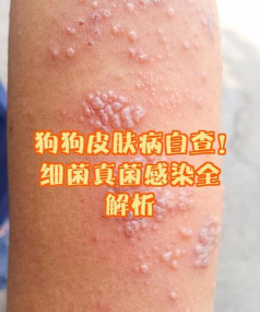 犬埃立克体病及相关感染 犬埃立克体病及相关感染