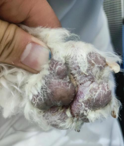 犬利什曼病 犬利什曼病