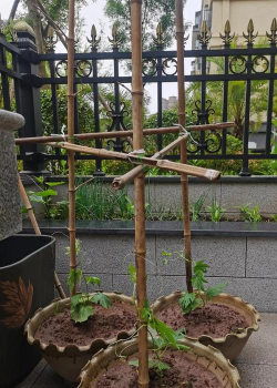 苦瓜种植怎么搭架 苦瓜种植怎么搭架