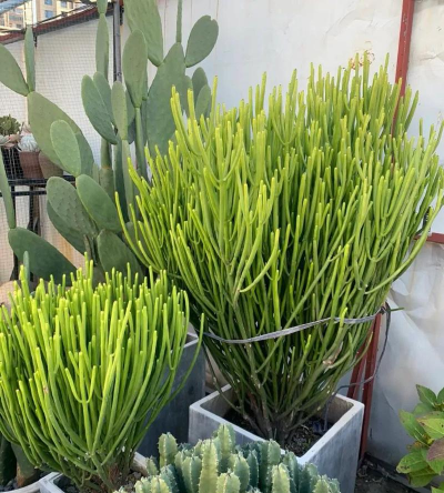 有哪些植物没有花 有哪些植物没有花